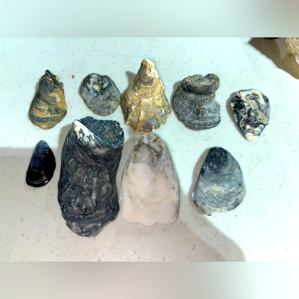 JERSEY SHORE SHELLS